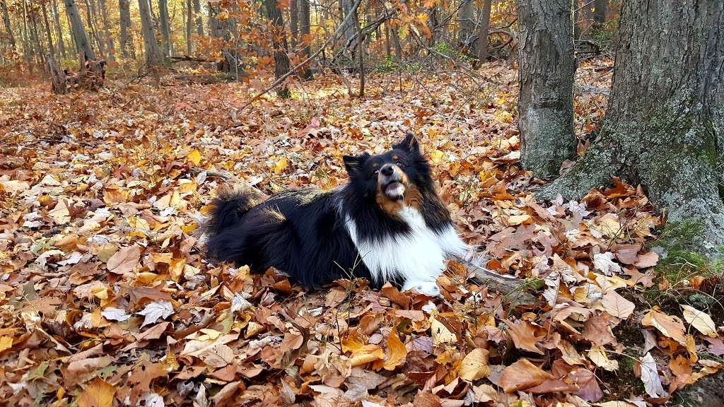 West Hills County Park | Sweet Hollow Rd, Melville, NY 11747, USA | Phone: (631) 854-4423