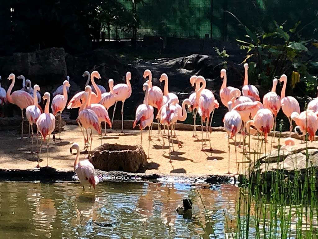 Flamingo Pond | Unnamed Road, Houston, TX 77030, USA