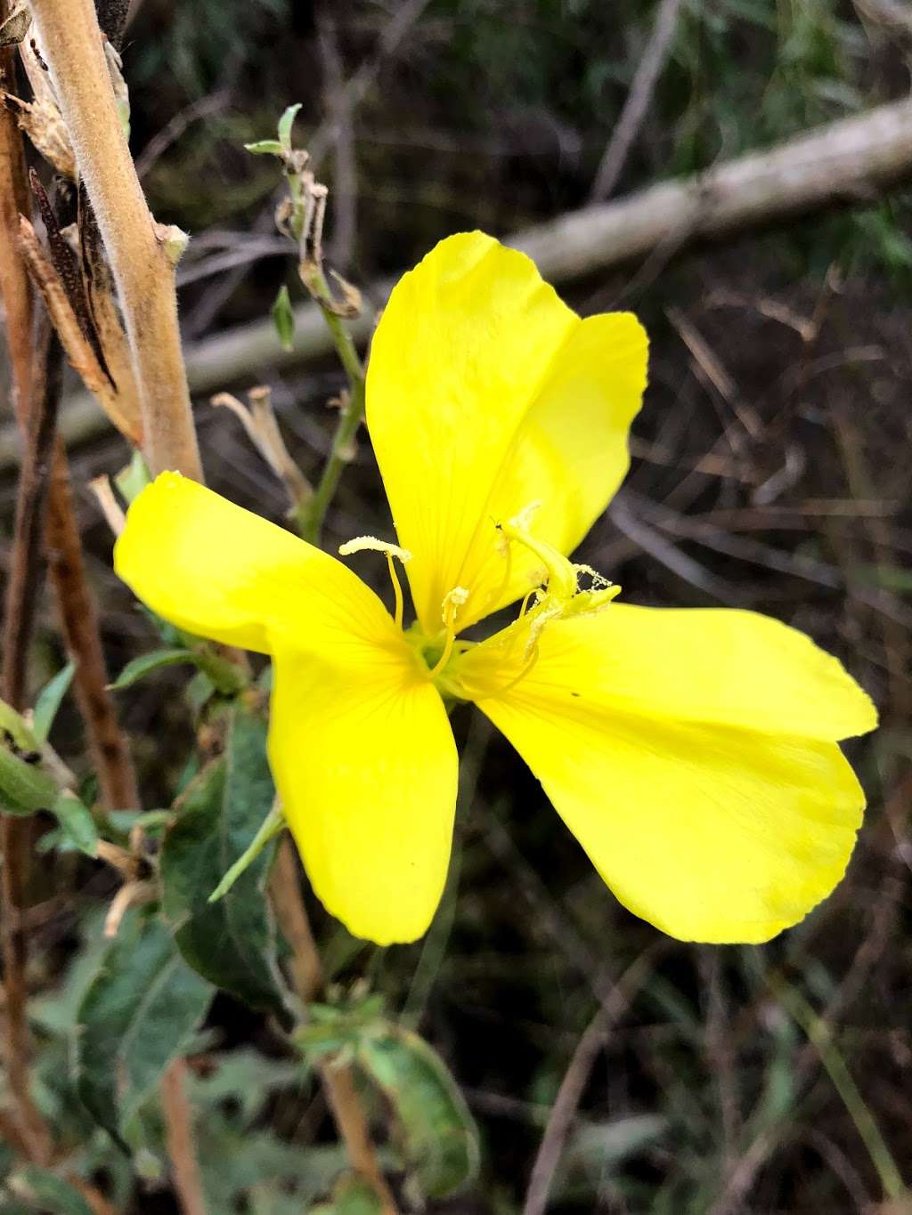 UC Irvine Ecological Preserve | Irvine, CA 92617, USA