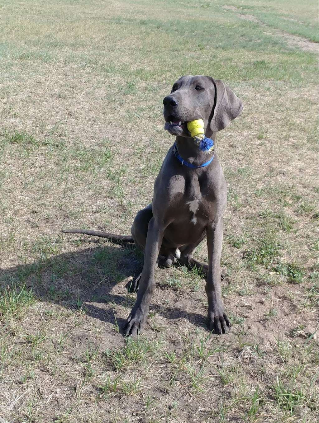 Shield Kennels | 18001 Co Rd 74-82, Peyton, CO 80831, USA | Phone: (720) 340-2374