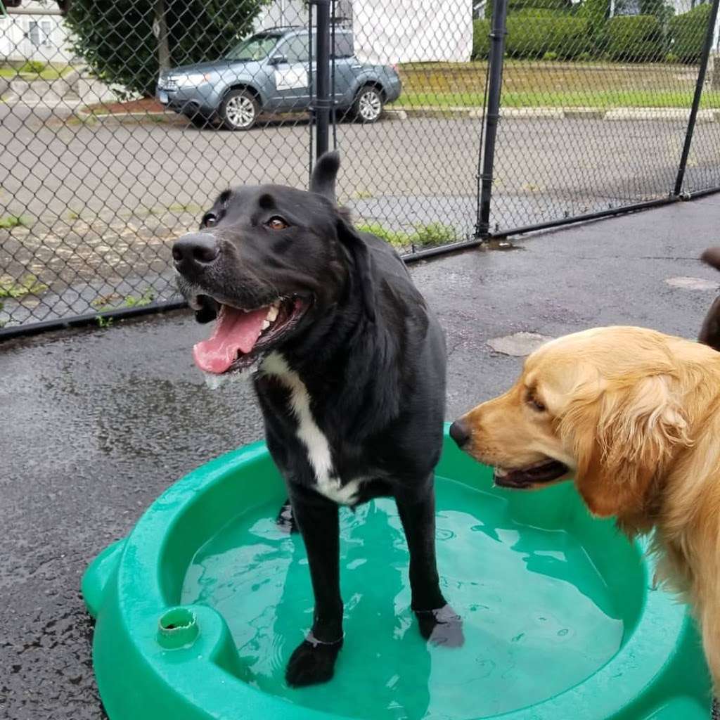 Furry Friends Daycare & Boarding | 298 White St, Danbury, CT 06810 | Phone: (203) 798-1759