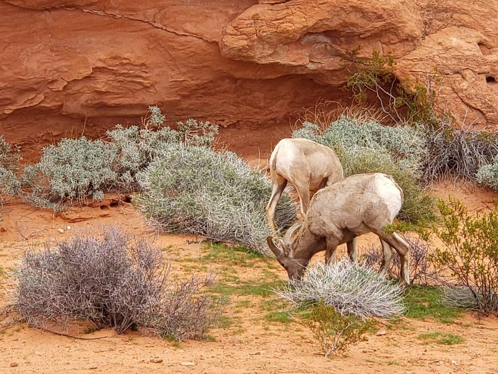 Valley of Fire Visitor Center | 515, Overton, NV 89040, USA | Phone: (702) 397-2088