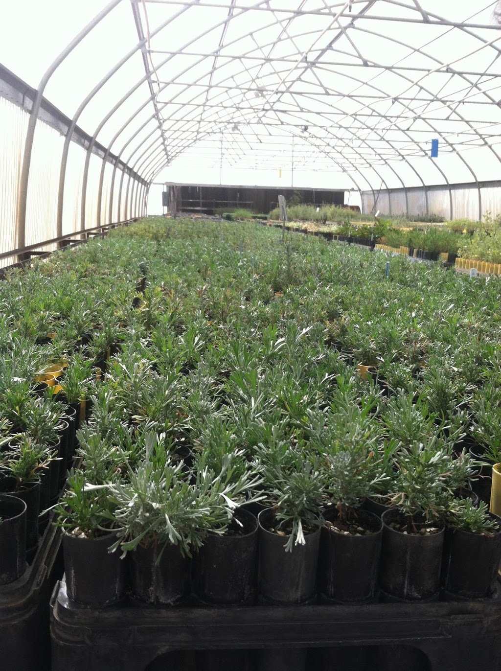 Washoe State Tree Nursery | 885 Eastlake Blvd, New Washoe City, NV 89704, USA | Phone: (775) 849-0213