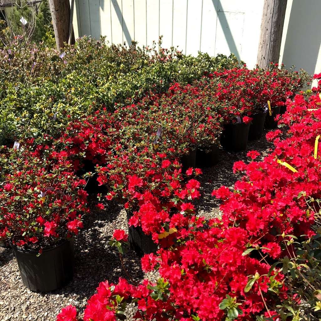 Whispering Pine Garden Center & Florist | 1 Windsor Rd, Yorktown Heights, NY 10598, USA | Phone: (914) 248-7444