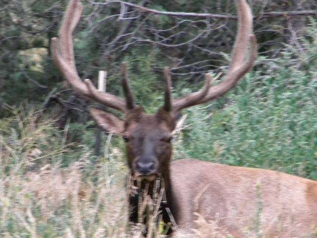 Little Elk Meadows Lodge Bed and Breakfast | 12307 US-36, Lyons, CO 80540, USA | Phone: (303) 823-6161