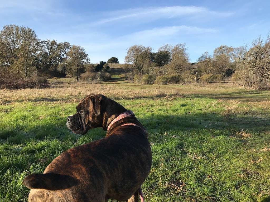 Alston Park Off-Leash Dog Area | Dry Creek Rd, Napa, CA 94558, USA