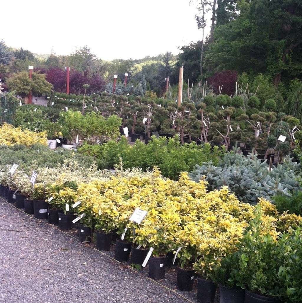 Somerset Nursery | 6671 Chestnut St, Zionsville, PA 18092, USA | Phone: (610) 966-7700