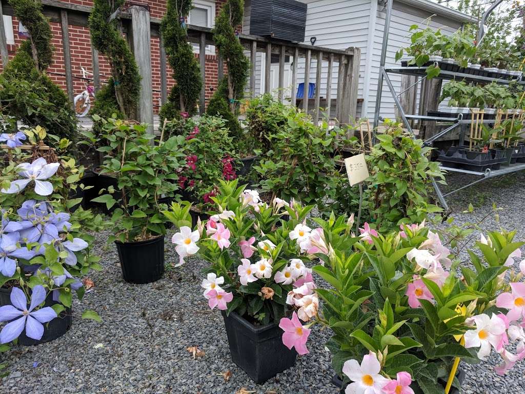 Blue Barn Nursery | 3890 Hollo Rd, Easton, PA 18045 | Phone: (610) 759-4750