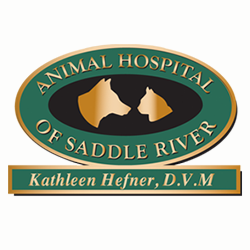 Animal Hospital of Saddle River | 171 E Saddle River Rd #5, Saddle River, NJ 07458 | Phone: (201) 236-2963