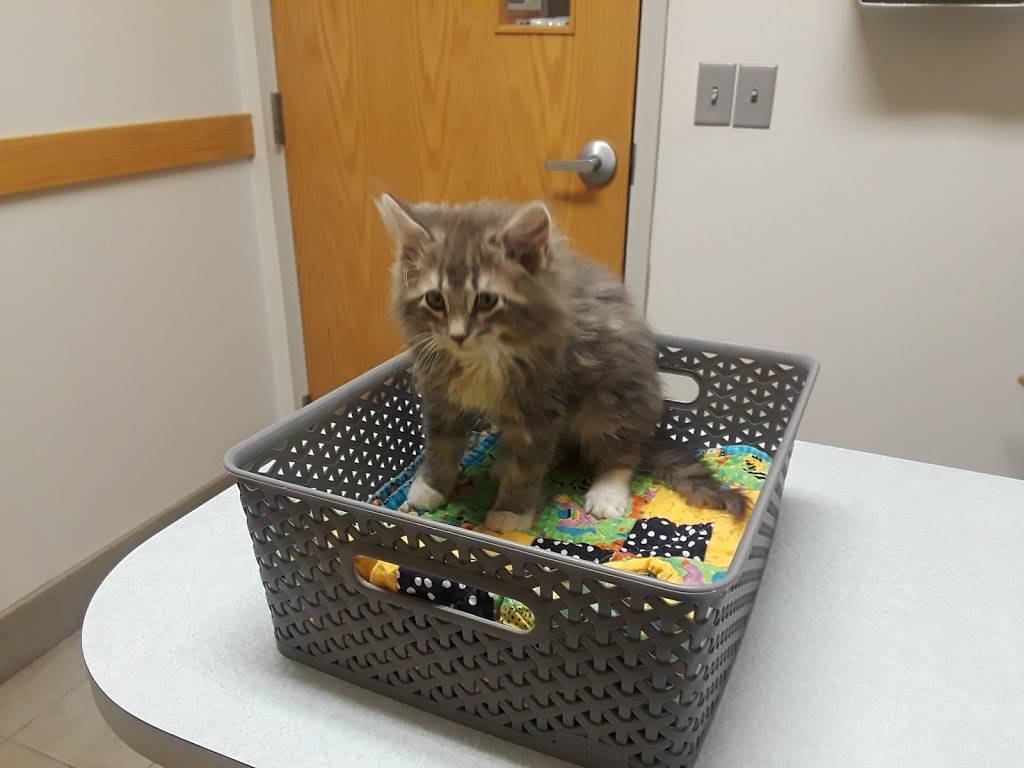 North St. Paul Animal Hospital | 2211 11th Ave, North St Paul, MN 55109, USA | Phone: (651) 777-8391