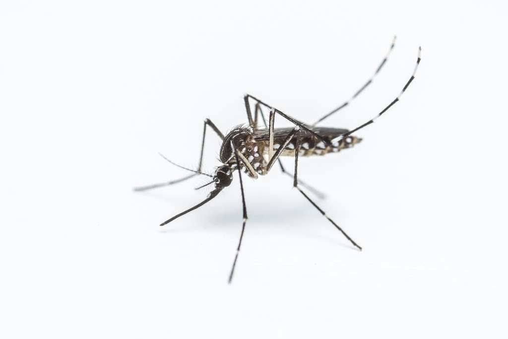 LoveBug Pest Control | 17170 Jordan Rd Ste. 402, Selma, TX 78154, USA | Phone: (210) 396-7100 LoveBug Pest Control | 17170 Jordan Rd Ste. 402, Selma, TX 78154, USA | Phone: (210) 396-7100