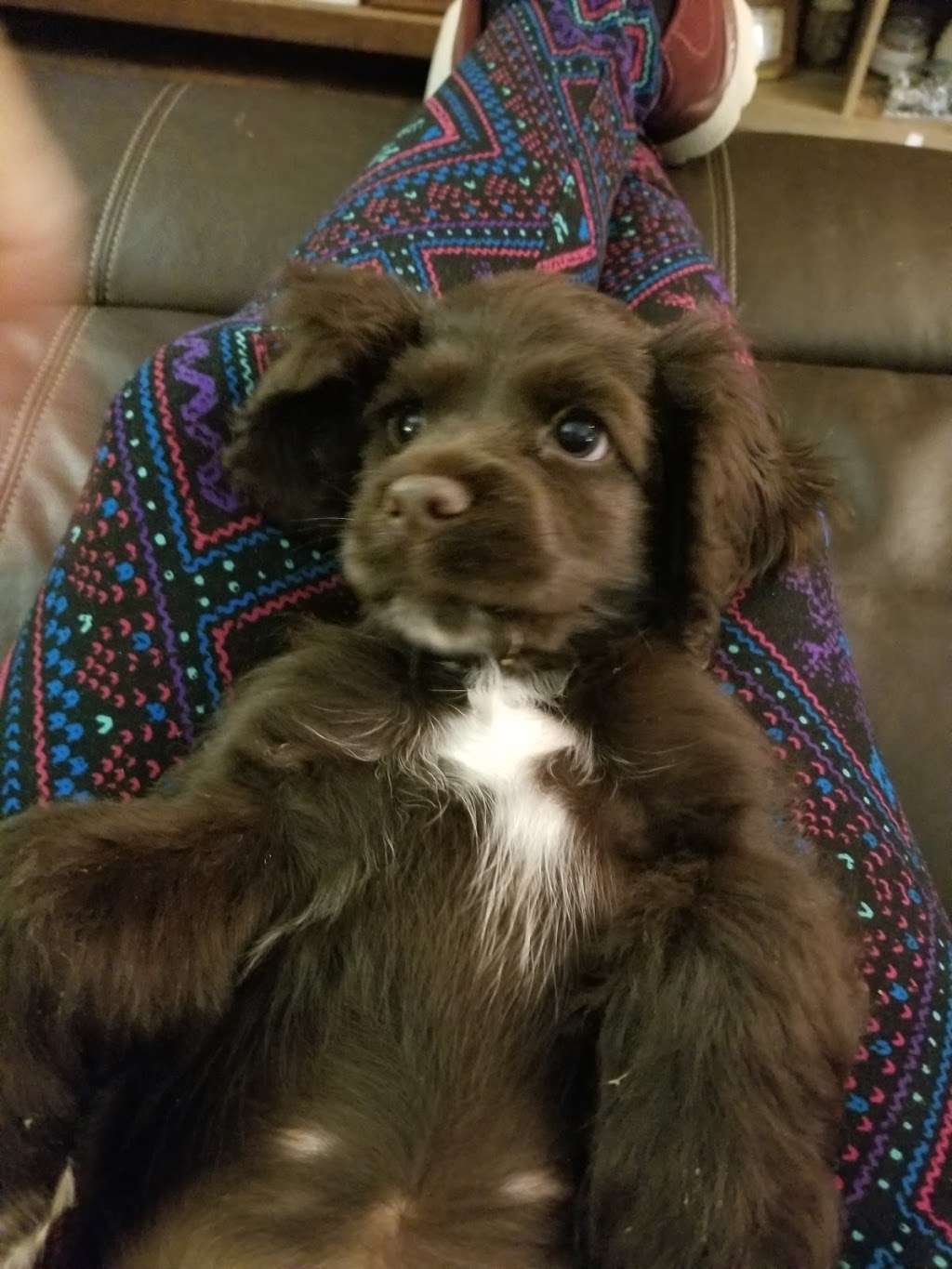 Aylett Animal Hospital Inc | 8065 Richmond Tappahannock Hwy, Aylett, VA 23009, USA | Phone: (804) 769-1530