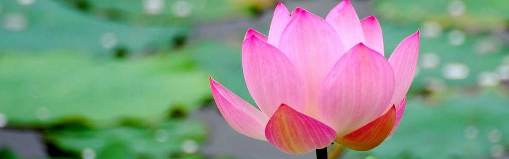 Lotus Blooming Yoga | 8008 TN-100, Nashville, TN 37221, USA | Phone: (615) 915-0798