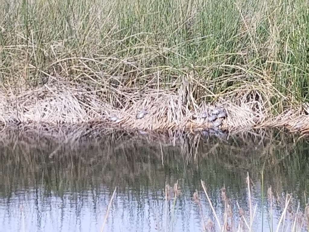 Dominguez Gap Wetlands | Long Beach, CA 90807