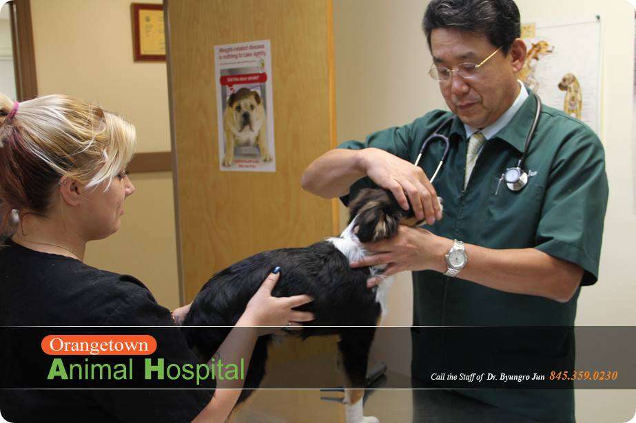 Orangetown Animal Hospital | 564 NY-303, Blauvelt, NY 10913 | Phone: (845) 359-0230