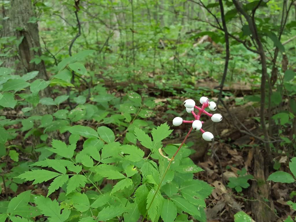 Spring Lake Woods and Bog- Acres Land Trust | 12905 Lake Everett Dr, Fort Wayne, IN 46818, USA | Phone: (260) 637-2273