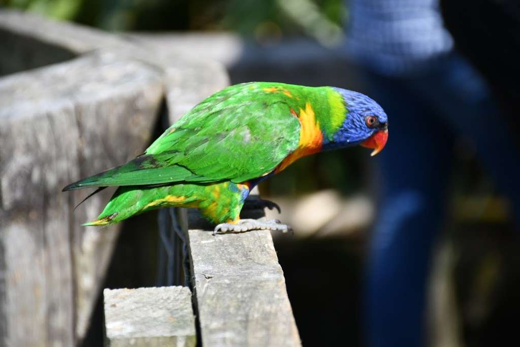 Lorikeet Lagoon | Chessington KT9 2NE, UK