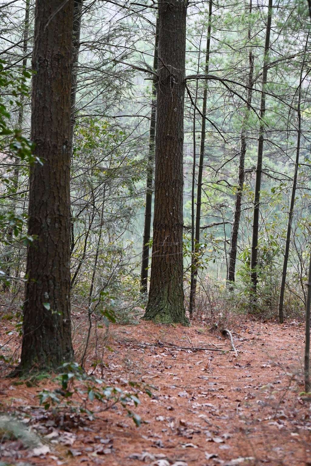 Michaux State Forest | 10099 Lincoln Way E, Fayetteville, PA 17222, USA | Phone: (717) 352-2211