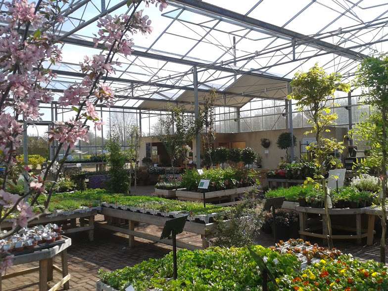 Bengeo Nursery | Bengeo Garden Centre, Sacombe Rd, Hertford SG14 3HG, UK | Phone: 01992 534624