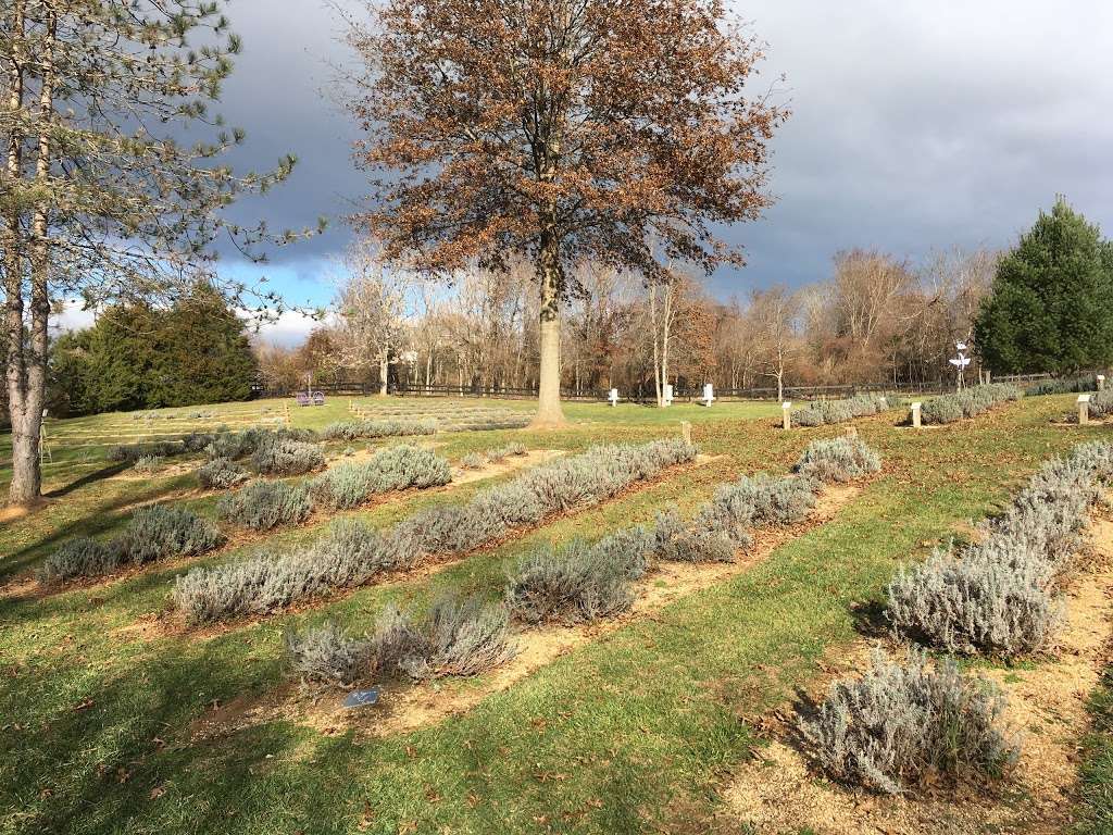 Blooming Hill Lavender Farm | 19929 Telegraph Springs Rd, Purcellville, VA 20132 | Phone: (703) 431-0779