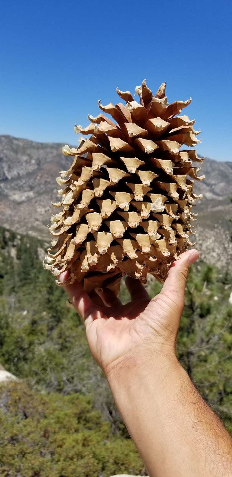 Rosenita Saddle Trailhead | Forest Service Rd 3N17, Pearblossom, CA 93553