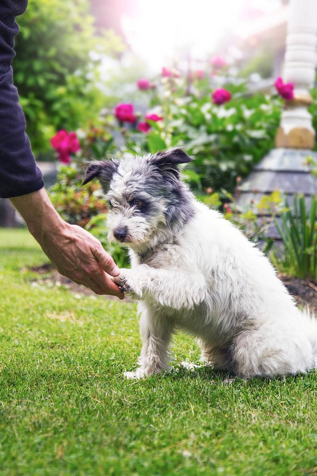 DogWatch Hidden Fences of Portland | 7 Grouse Terrace, Lake Oswego, OR 97035, USA | Phone: (503) 701-3033