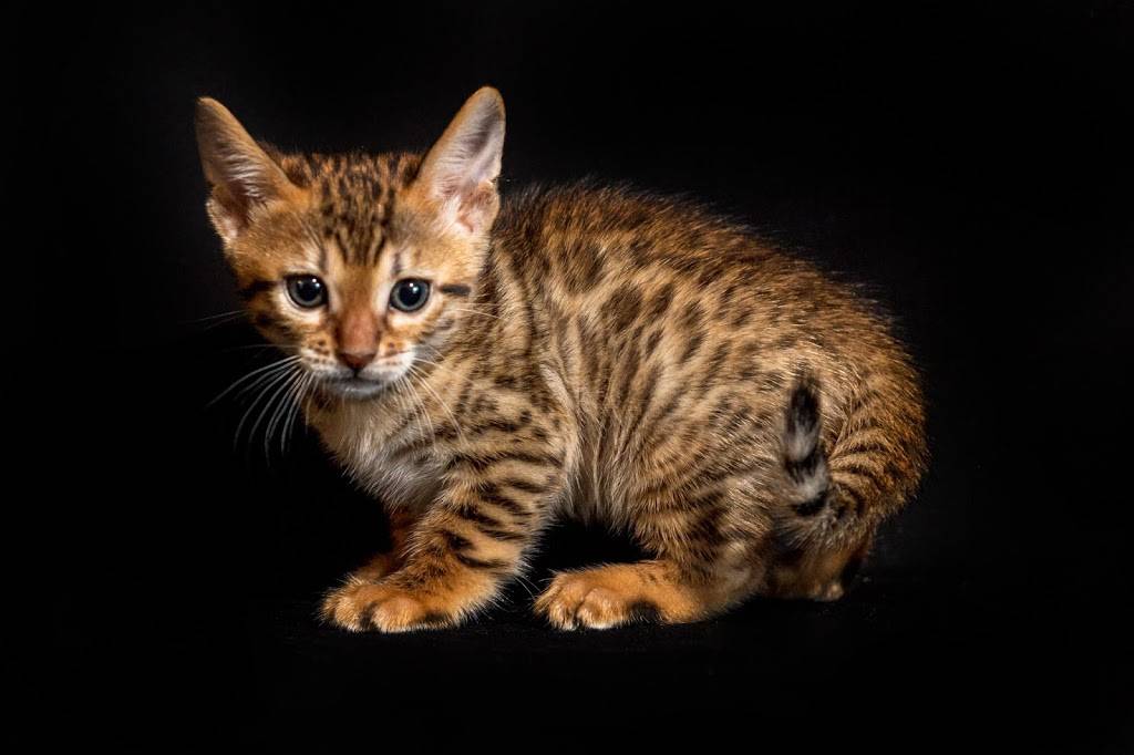 Lucky 1st Bengal Kittens | 52 Rhodes Cir, Hingham, MA 02043, USA | Phone: (781) 749-3790