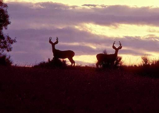 Texas Parks & Wildlife Department | 4200 Smith School Rd, Austin, TX 78744, USA | Phone: (512) 389-4800