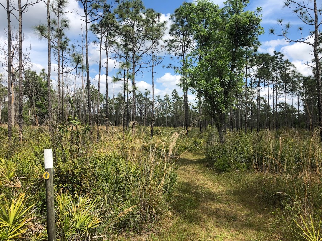 Disney Wilderness Preserve | 2700, Scrub Jay Trail, Kissimmee, FL 34759, USA