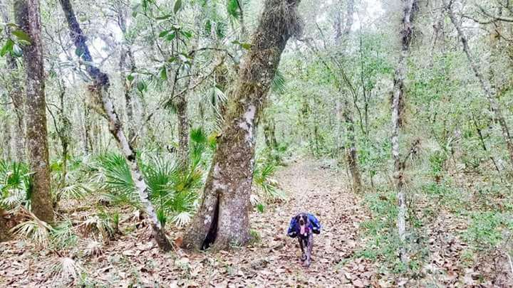 Green Swamp Wilderness Preserve - West Tract | Dade City, FL 33525, USA | Phone: (352) 796-7211