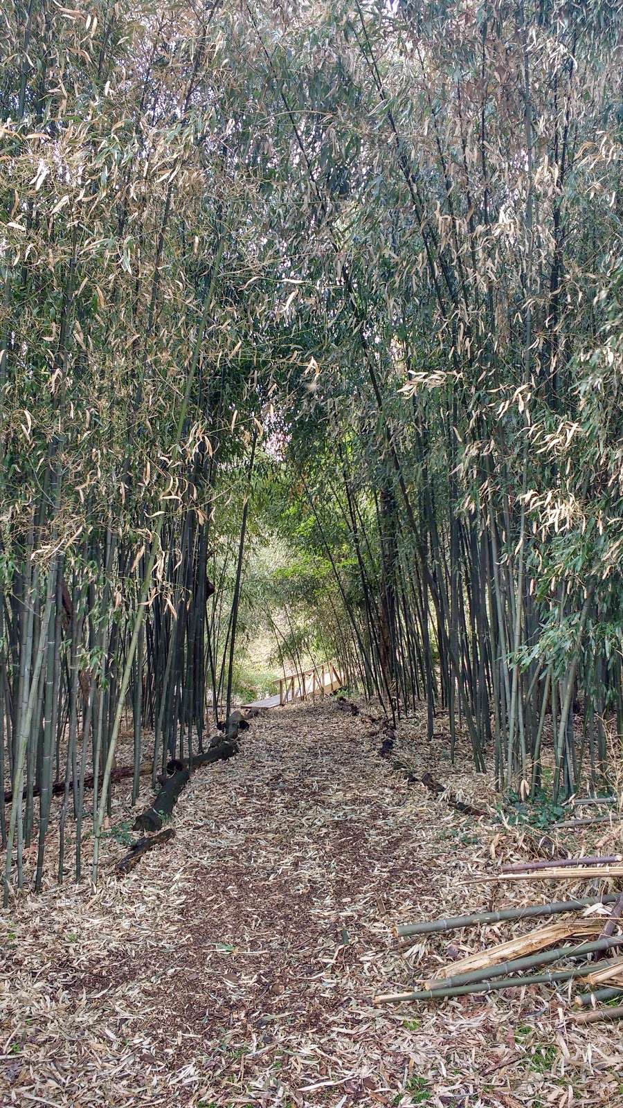 Bamboo Forest Rutgers Gardens | 126 Log Cabin Rd, East Brunswick, NJ 08816, USA