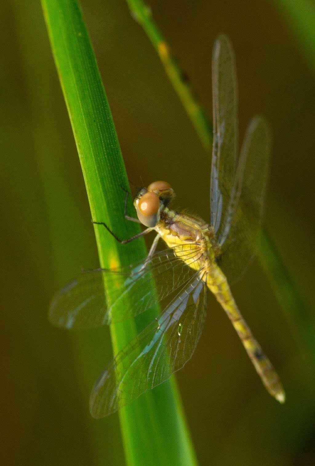 Ed Yarborough Nature Center | 3543 County Rd 426, Geneva, FL 32732