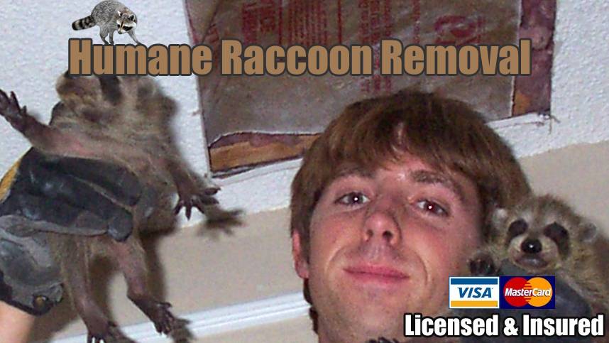 Humane Raccoon Removal Miami | 3425 NW 112th St, Miami, FL 33167, USA | Phone: (786) 522-1255