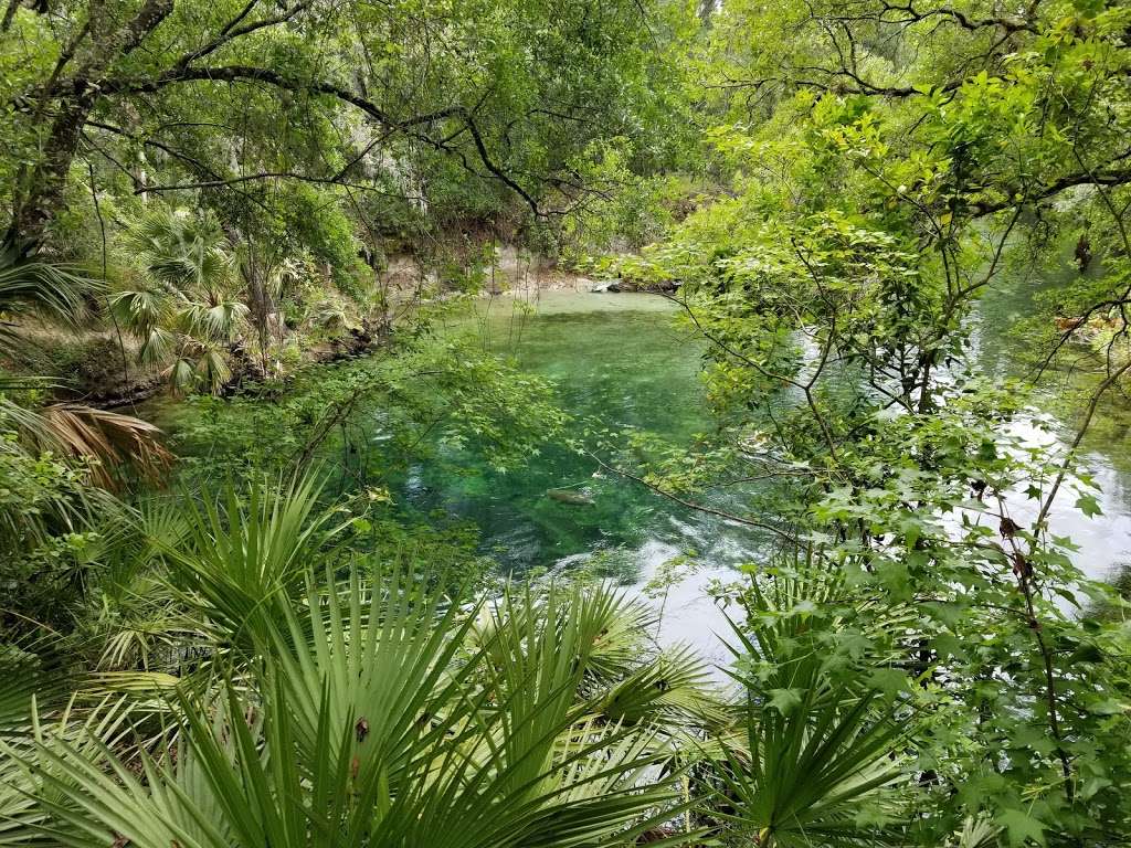 Blue Spring State Park | 2100 W French Ave, Orange City, FL 32763, USA | Phone: (386) 775-3663