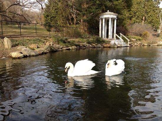 Swan Pond | Philadelphia, PA 19118, USA | Phone: (215) 247-5777