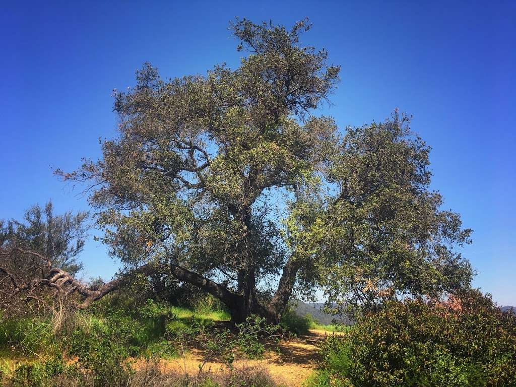 Lone Oak | Pacific Palisades, CA 90272