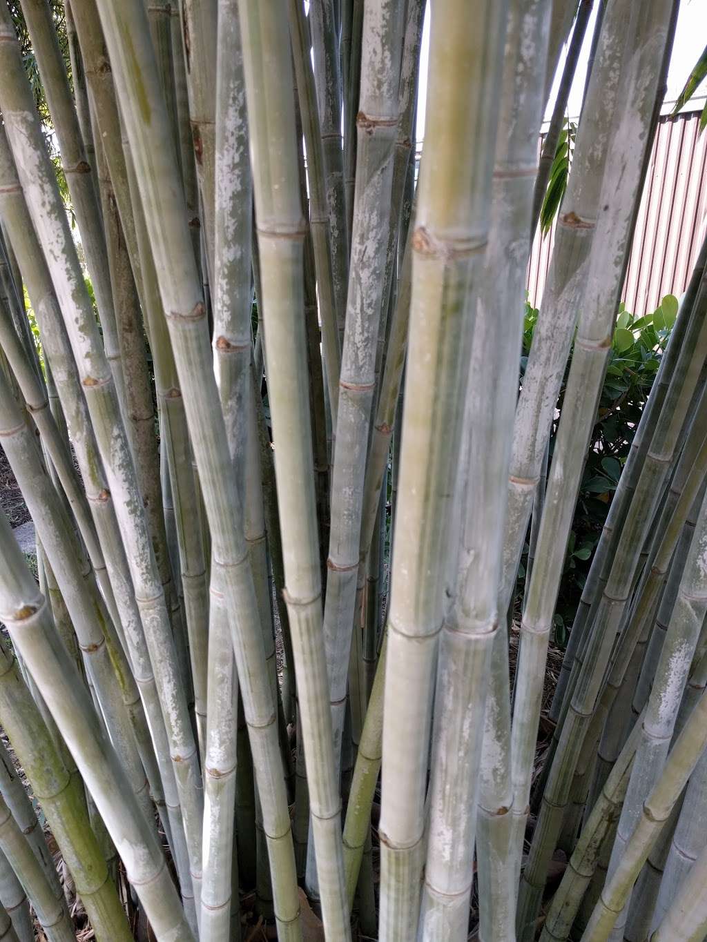 New Shoots Bamboo Nursery | 4505 SW Kanner Hwy, Stuart, FL 34997, USA | Phone: (772) 221-7227
