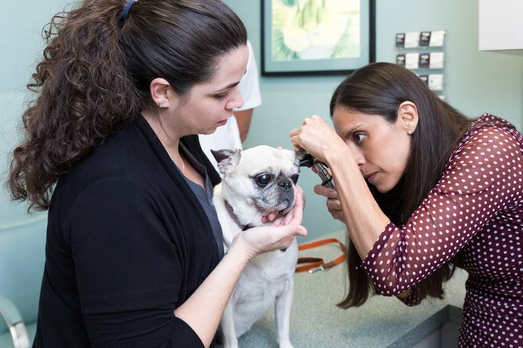 Miami Veterinary Dermatology | 6394 S Dixie Hwy, South Miami, FL 33143, USA | Phone: (305) 740-3376
