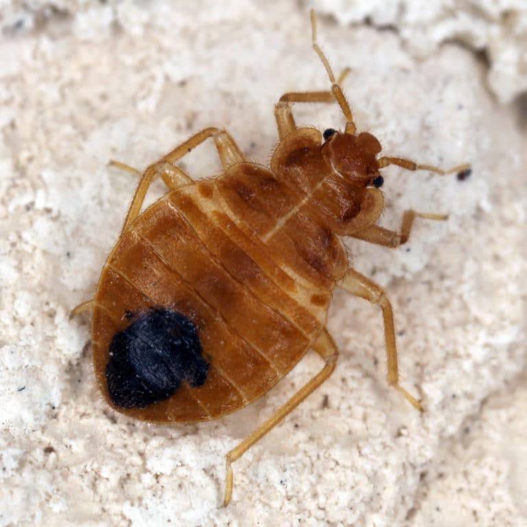 Heights Bed Bug Control & Extermination | 5840 Cantwell Dr, Mayfield Heights, OH 44124, USA | Phone: (216) 815-7711