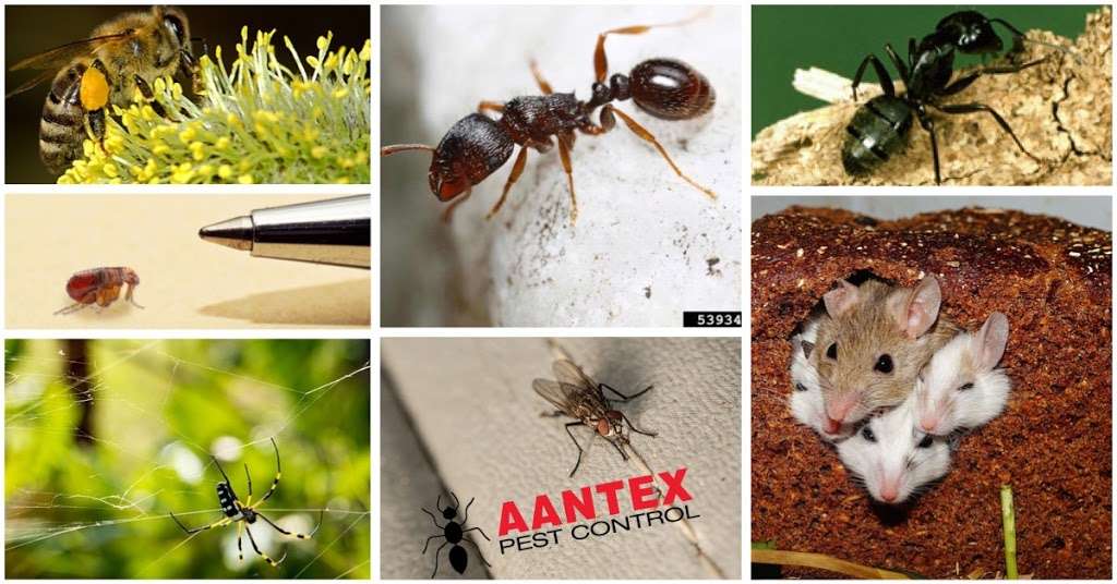 Aantex Pest Control | 420 Beatrice Ct Suite E, Brentwood, CA 94513, USA | Phone: (925) 240-5100