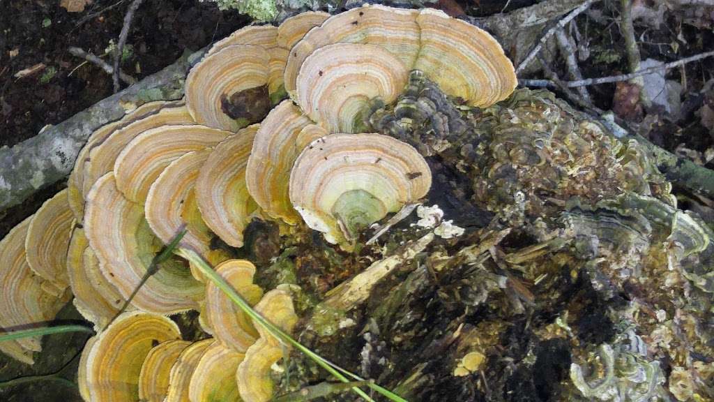 WatermelonStand.com | 28 Cardinal Dr, Fredericksburg, VA 22406, USA | Phone: (540) 602-5990