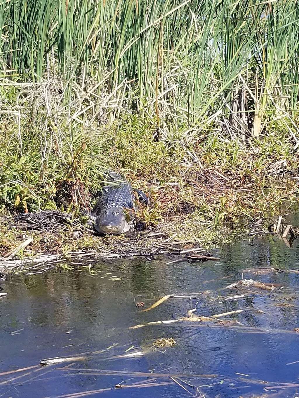 Alligator Cove Airboat Nature Tours | 14900 Camp Mack Rd, Lake Wales, FL 33898, USA | Phone: (863) 696-0406