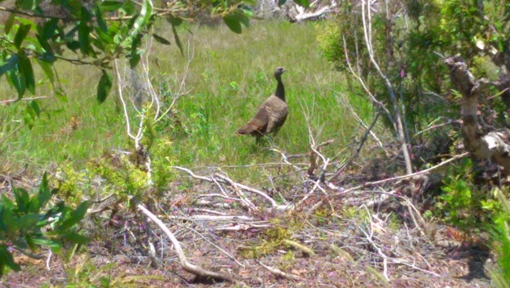 Nature Conservancy | 2700 Scrub Jay Trail, Poinciana, FL 34759, USA | Phone: (407) 935-0002