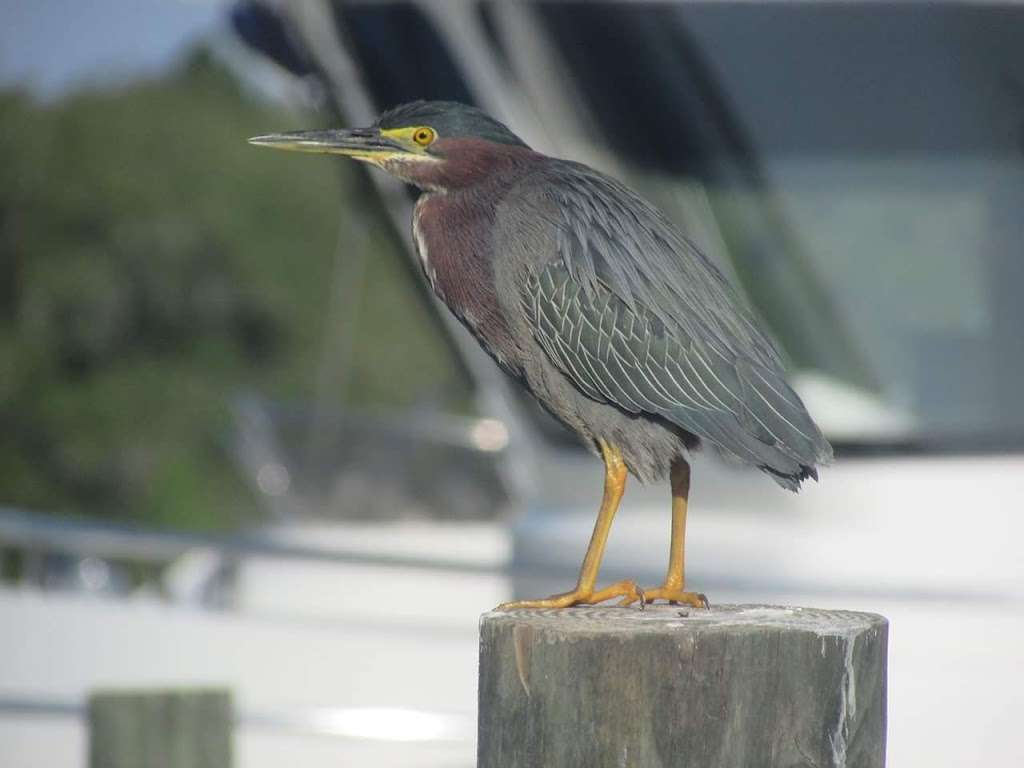 Blue Heron River Tours | 2999 FL-44, DeLand, FL 32720 | Phone: (386) 873-4843