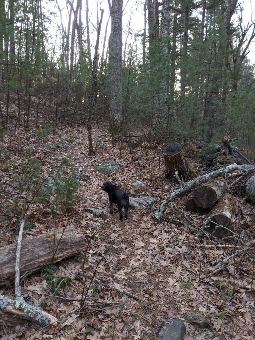 Edmund Hill Woods | Northborough, MA 01532, USA