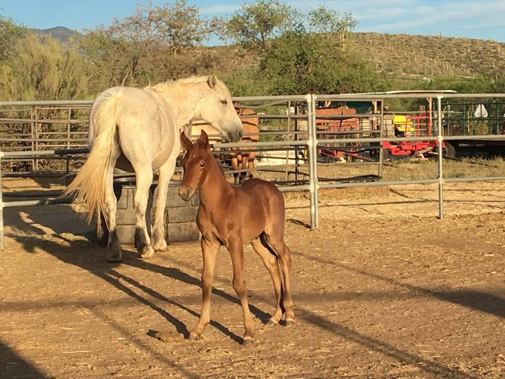 Saguaro Stables | 7151 S Camino Loma Alta, Tucson, AZ 85749, USA | Phone: (520) 298-8980