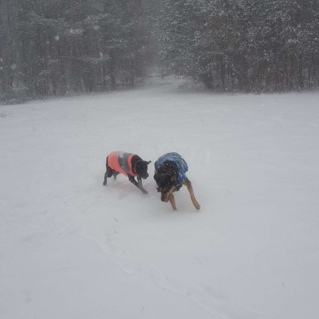 Black Hut Management Area Trailhead | 982 Spring Lake Rd, Burrillville, RI 02830, USA | Phone: (401) 568-4300