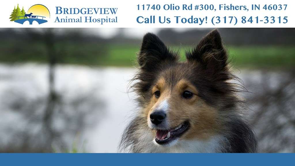 Bridgeview Animal Hospital | 7614, 11740 Olio Rd #300, Fishers, IN 46037 | Phone: (317) 841-3315