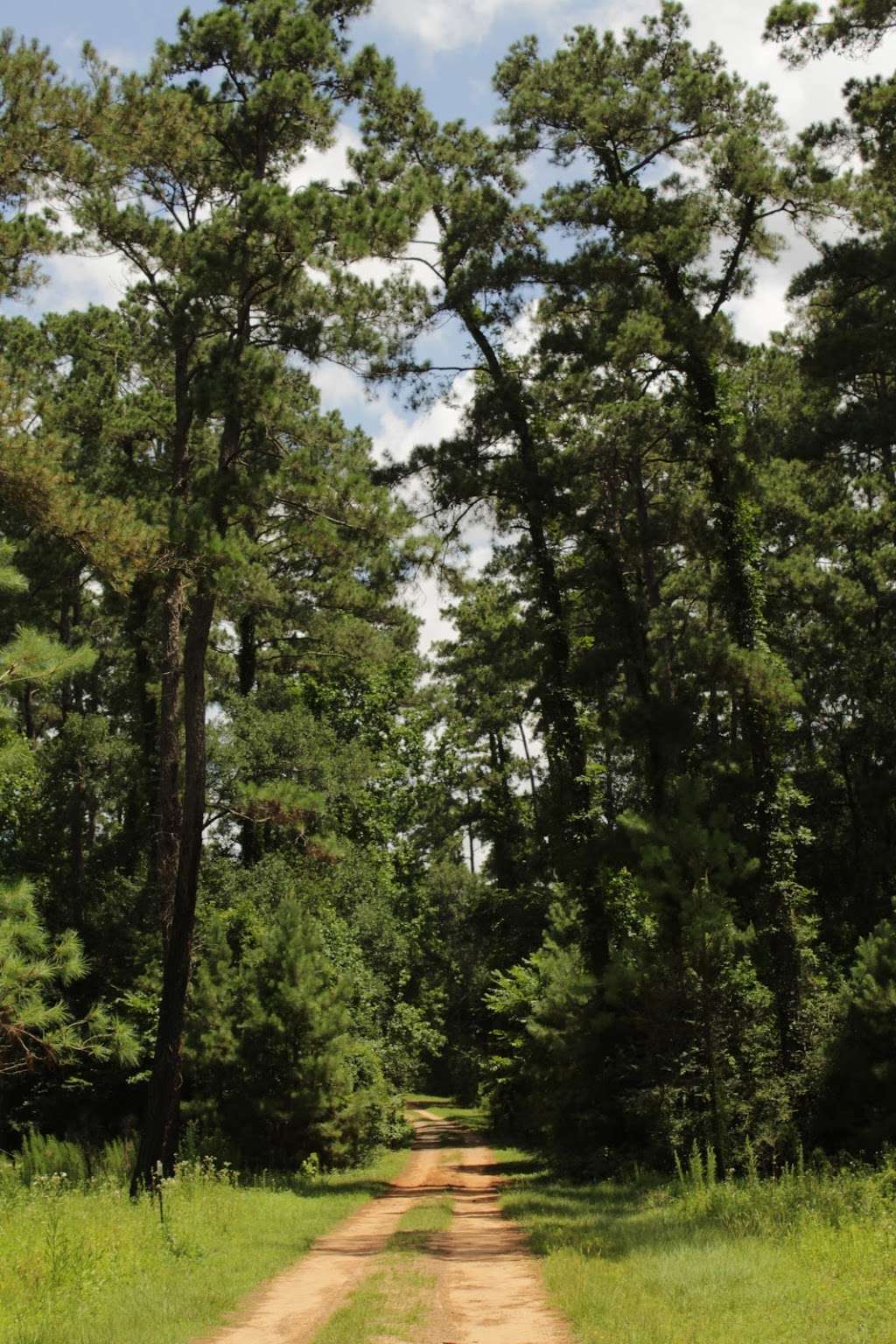 WG Jones State Forest Trail Head | Farm to Market Rd 1488, Conroe, TX 77384, USA