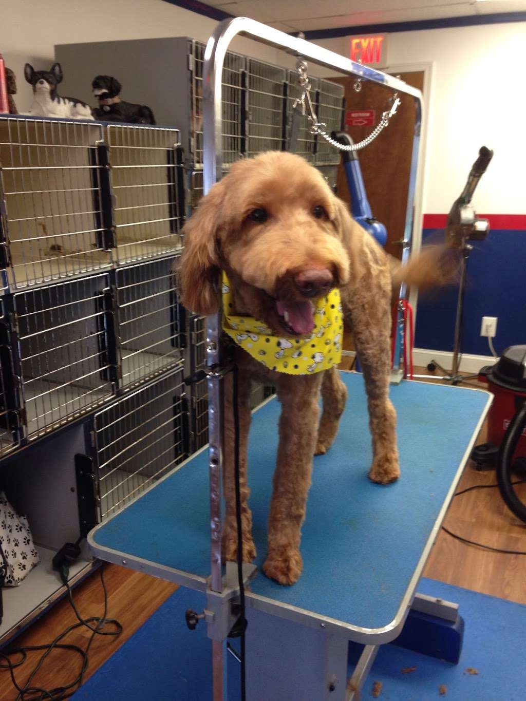 Show Dog Grooming | 3002 N Centre St, Pennsauken Township, NJ 08109, USA | Phone: (856) 488-8411